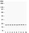 Cofilin 1 antibody, R32024, NSJ Bioreagents, Western Blot image 