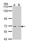 Lysine Acetyltransferase 5 antibody, LS-C109474, Lifespan Biosciences, Western Blot image 