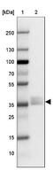 Napsin A Aspartic Peptidase antibody, NBP2-34212, Novus Biologicals, Western Blot image 