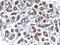 Trefoil Factor 1 antibody, AM33297PU-S, Origene, Immunohistochemistry frozen image 
