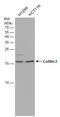 Cofilin 2 antibody, GTX113650, GeneTex, Western Blot image 