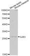 Gap Junction Protein Beta 3 antibody, A2949, ABclonal Technology, Western Blot image 