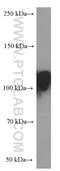 Lysosomal Associated Membrane Protein 2 antibody, 66301-1-Ig, Proteintech Group, Western Blot image 