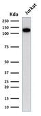 Platelet And Endothelial Cell Adhesion Molecule 1 antibody, GTX34490, GeneTex, Western Blot image 