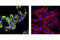 Insulin antibody, 3014S, Cell Signaling Technology, Immunofluorescence image 