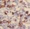 Syndecan 1 antibody, FNab01425, FineTest, Immunohistochemistry frozen image 