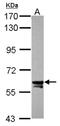 Target Of EGR1, Exonuclease antibody, NBP2-20678, Novus Biologicals, Western Blot image 