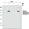 Ribosomal protein S6 kinase alpha-5 antibody, MAB1094, R&D Systems, Western Blot image 