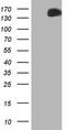 c-met antibody, LS-C339729, Lifespan Biosciences, Western Blot image 