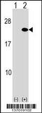 ADP Ribosylation Factor 5 antibody, 58-942, ProSci, Western Blot image 