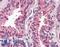 Tetraspanin 6 antibody, LS-A8762, Lifespan Biosciences, Immunohistochemistry frozen image 