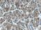 Aldo-Keto Reductase Family 7 Member A2 antibody, 66677-1-Ig, Proteintech Group, Immunohistochemistry frozen image 