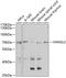 VANGL Planar Cell Polarity Protein 2 antibody, 23-210, ProSci, Western Blot image 