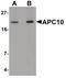 Anaphase Promoting Complex Subunit 10 antibody, PA5-20950, Invitrogen Antibodies, Western Blot image 