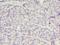 Diphthamide Biosynthesis 1 antibody, LS-C372116, Lifespan Biosciences, Immunohistochemistry paraffin image 