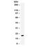 NAP-2 antibody, R31872, NSJ Bioreagents, Western Blot image 