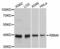 RNA Binding Motif Protein 4 antibody, LS-C333032, Lifespan Biosciences, Western Blot image 