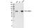 Polo Like Kinase 1 antibody, 4513T, Cell Signaling Technology, Immunoprecipitation image 