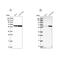 Karyopherin Subunit Alpha 3 antibody, NBP2-14173, Novus Biologicals, Western Blot image 