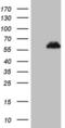 Zinc Finger Protein 200 antibody, MA5-26951, Invitrogen Antibodies, Western Blot image 