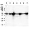 N-Myc Downstream Regulated 1 antibody, LS-B16349, Lifespan Biosciences, Western Blot image 