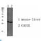 Transmembrane Protein 72 antibody, LS-C813529, Lifespan Biosciences, Western Blot image 