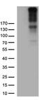 MCSP antibody, CF812897, Origene, Western Blot image 