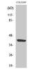 Purinergic Receptor P2Y14 antibody, A09607, Boster Biological Technology, Western Blot image 