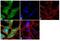Oligodendrocyte Myelin Glycoprotein antibody, 720194, Invitrogen Antibodies, Immunofluorescence image 