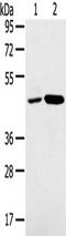 Sorting Nexin 5 antibody, CSB-PA287873, Cusabio, Western Blot image 