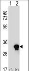C1q And TNF Related 6 antibody, LS-C168052, Lifespan Biosciences, Western Blot image 