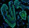 Keratin 19 antibody, PB9715, Boster Biological Technology, Immunofluorescence image 