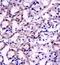 Fibrinogen Like 2 antibody, orb10659, Biorbyt, Immunohistochemistry paraffin image 