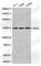 Janus Kinase 2 antibody, A0360, ABclonal Technology, Western Blot image 