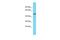 Sp7 Transcription Factor antibody, PA5-68878, Invitrogen Antibodies, Western Blot image 