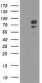 Oxysterol Binding Protein Like 11 antibody, CF501977, Origene, Western Blot image 