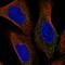 Nicastrin antibody, HPA070642, Atlas Antibodies, Immunofluorescence image 
