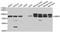 Guanine Monophosphate Synthase antibody, A6606, ABclonal Technology, Western Blot image 