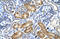 Purinergic Receptor P2X 2 antibody, 28-261, ProSci, Enzyme Linked Immunosorbent Assay image 