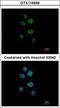 Zinc Finger Protein 83 antibody, GTX116599, GeneTex, Immunocytochemistry image 