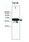 TATA-Box Binding Protein Associated Factor, RNA Polymerase I Subunit B antibody, PA5-68844, Invitrogen Antibodies, Western Blot image 