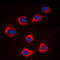 Caspase 9 antibody, LS-C351940, Lifespan Biosciences, Immunofluorescence image 