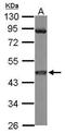 Mitogen-Activated Protein Kinase Kinase 1 antibody, GTX102391, GeneTex, Western Blot image 