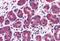 RIM antibody, MBS243987, MyBioSource, Immunohistochemistry paraffin image 