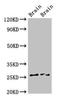 Family With Sequence Similarity 3 Member B antibody, LS-C395844, Lifespan Biosciences, Western Blot image 