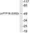 PTPN1 antibody, LS-C291525, Lifespan Biosciences, Western Blot image 