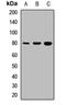 Thimet Oligopeptidase 1 antibody, LS-C668046, Lifespan Biosciences, Western Blot image 