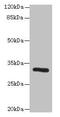 Protein Phosphatase 1 Regulatory Subunit 3B antibody, CSB-PA769802LA01HU, Cusabio, Western Blot image 