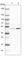 Adenylosuccinate Synthase antibody, HPA024400, Atlas Antibodies, Western Blot image 