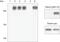 FLNC antibody, 44-1120G, Invitrogen Antibodies, Western Blot image 